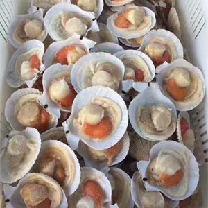 餐桌上的鮮味擔(dān)當(dāng)——盤點(diǎn)那些貝殼類產(chǎn)品供應(yīng)商(圖10)