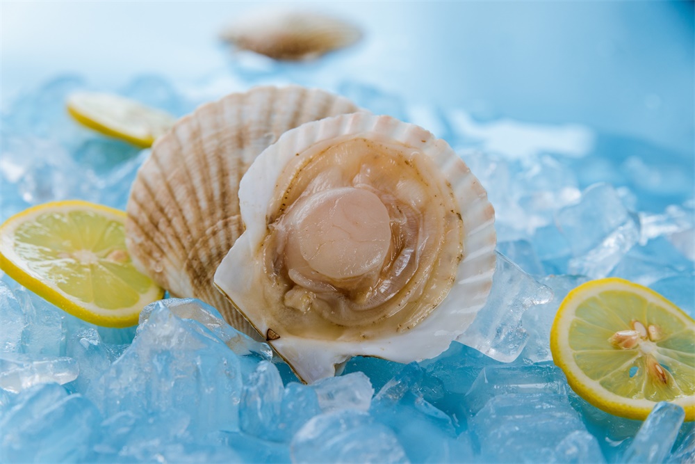 餐桌上的鮮味擔(dān)當(dāng)——盤點(diǎn)那些貝殼類產(chǎn)品供應(yīng)商(圖8)