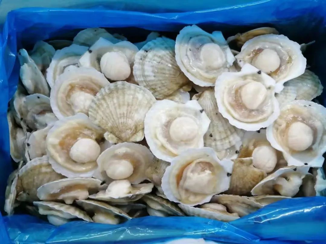 餐桌上的鮮味擔(dān)當(dāng)——盤點(diǎn)那些貝殼類產(chǎn)品供應(yīng)商(圖16)