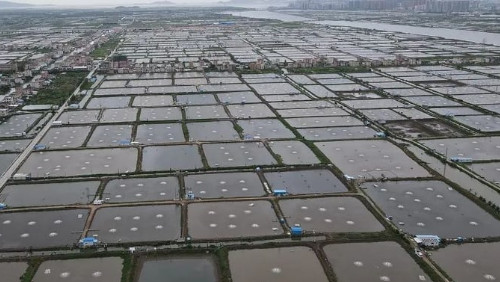 China’s Fisheries Policy Makes Belated Shift To Sustainability – Analysis(圖5) China’s Fisheries Policy Makes Belated Shift To Sustainability – Analysis(圖5)