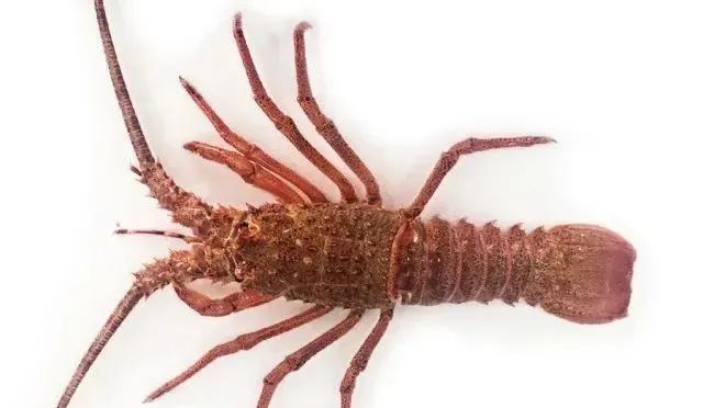 全球主流龍蝦檔案揭秘(圖2)