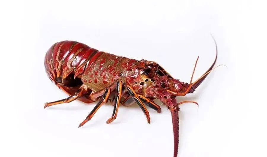 全球主流龍蝦檔案揭秘(圖4)