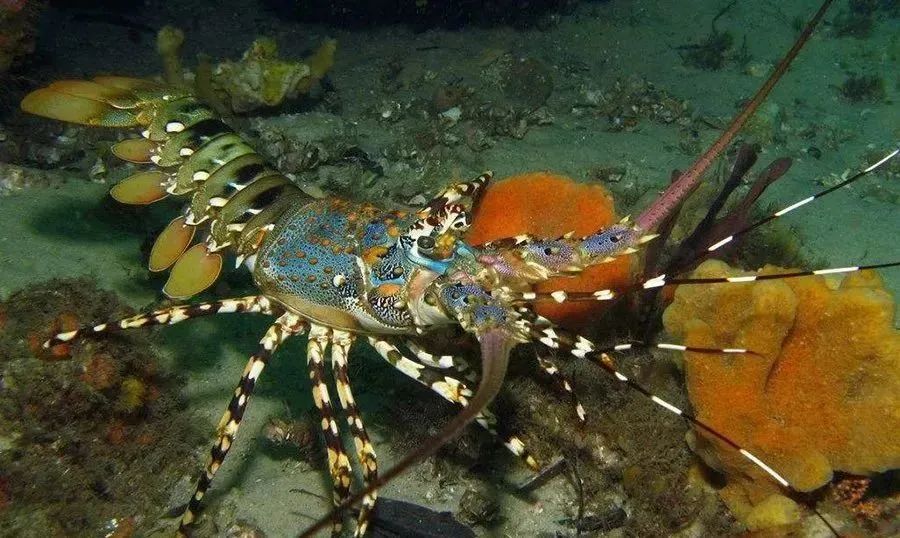 全球主流龍蝦檔案揭秘(圖9)