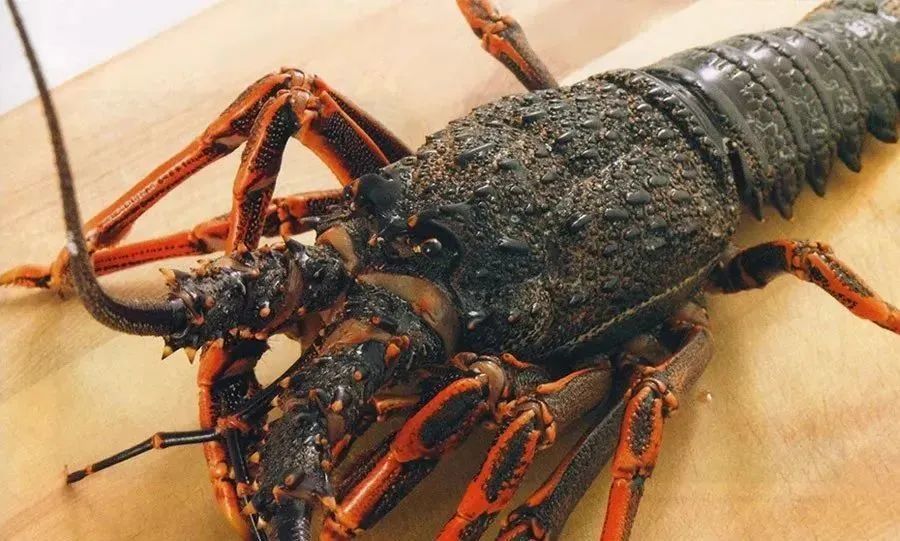 全球主流龍蝦檔案揭秘(圖11)