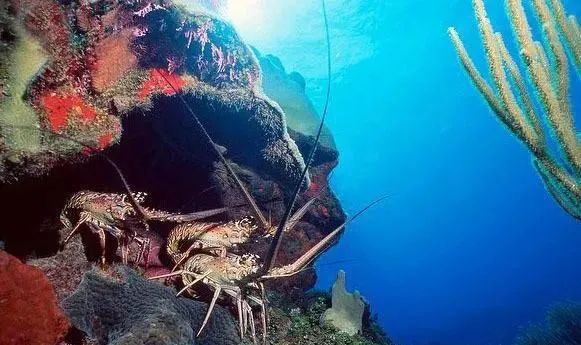 全球主流龍蝦檔案揭秘(圖12)