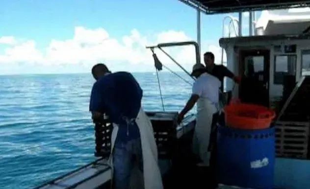 全球主流龍蝦檔案揭秘(圖13)