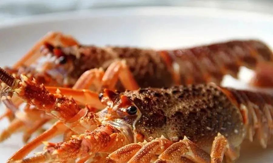 全球主流龍蝦檔案揭秘(圖15)