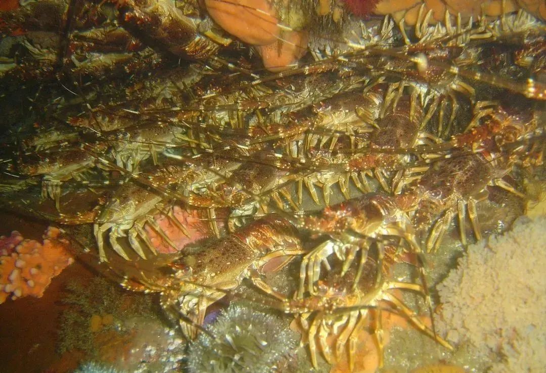 全球主流龍蝦檔案揭秘(圖16)