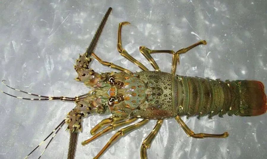 全球主流龍蝦檔案揭秘(圖18)