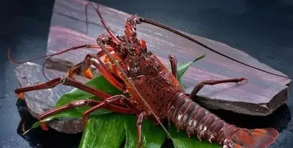 全球主流龍蝦檔案揭秘(圖20)