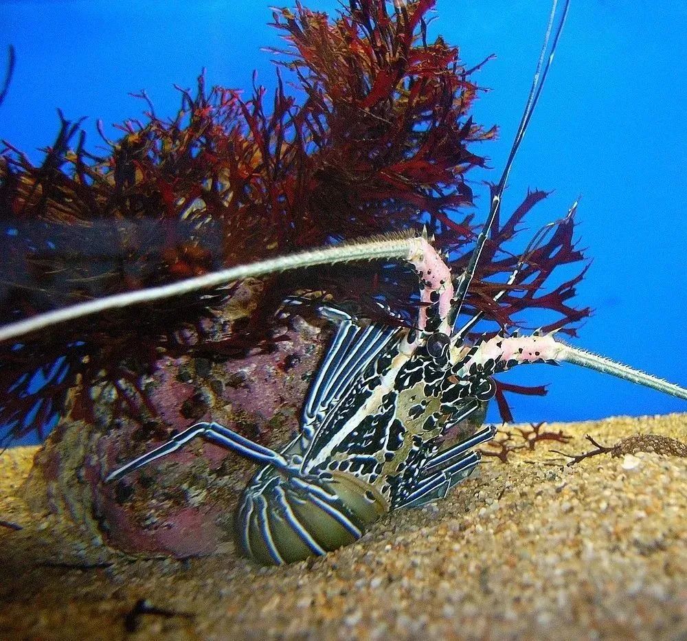 全球主流龍蝦檔案揭秘(圖24)