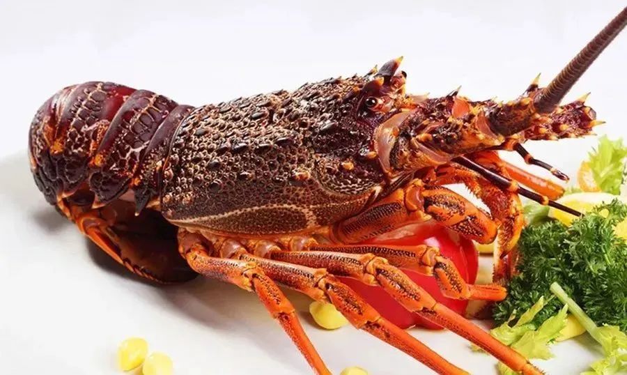 全球主流龍蝦檔案揭秘(圖6)