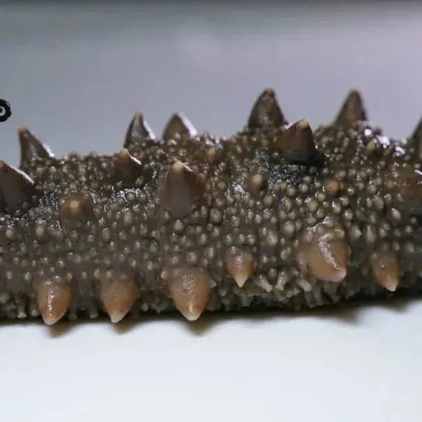 18館聯(lián)動(dòng)，18萬平米！上海漁博會(huì)規(guī)模升級(jí)，高端滋補(bǔ)館人氣火爆蓄勢(shì)待發(fā)！(圖27)