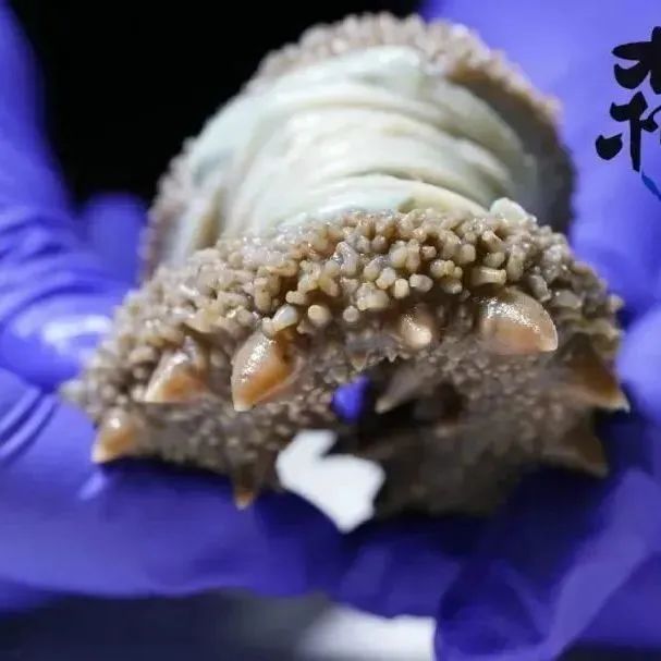 18館聯(lián)動(dòng)，18萬平米！上海漁博會(huì)規(guī)模升級(jí)，高端滋補(bǔ)館人氣火爆蓄勢(shì)待發(fā)！(圖29)