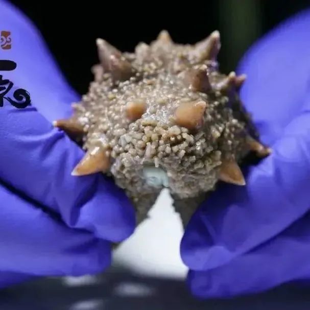 18館聯(lián)動(dòng)，18萬平米！上海漁博會(huì)規(guī)模升級(jí)，高端滋補(bǔ)館人氣火爆蓄勢(shì)待發(fā)！(圖30)