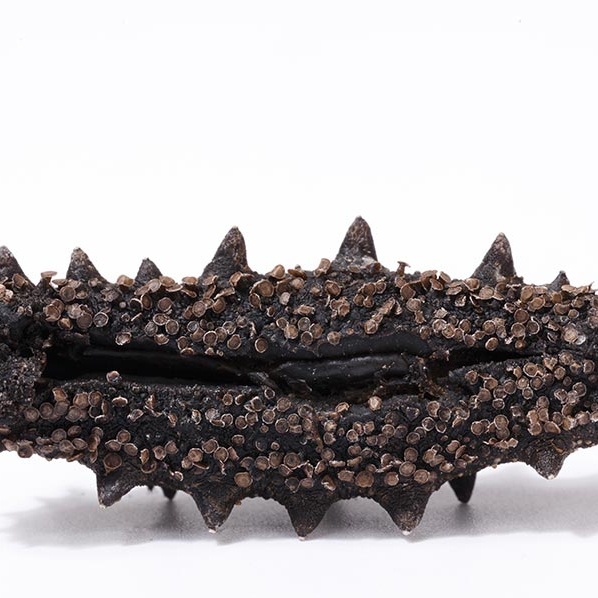 18館聯(lián)動(dòng)，18萬平米！上海漁博會(huì)規(guī)模升級(jí)，高端滋補(bǔ)館人氣火爆蓄勢(shì)待發(fā)！(圖103)