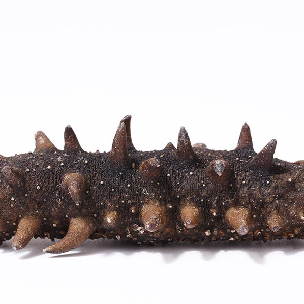 18館聯(lián)動(dòng)，18萬平米！上海漁博會(huì)規(guī)模升級(jí)，高端滋補(bǔ)館人氣火爆蓄勢(shì)待發(fā)！(圖104)