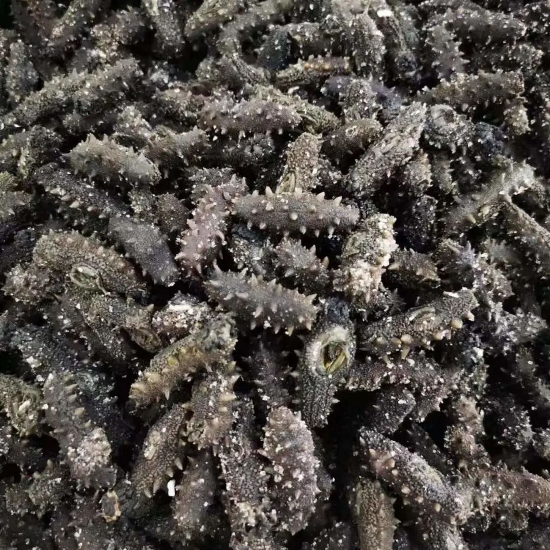 18館聯(lián)動(dòng)，18萬平米！上海漁博會(huì)規(guī)模升級(jí)，高端滋補(bǔ)館人氣火爆蓄勢(shì)待發(fā)！(圖83)