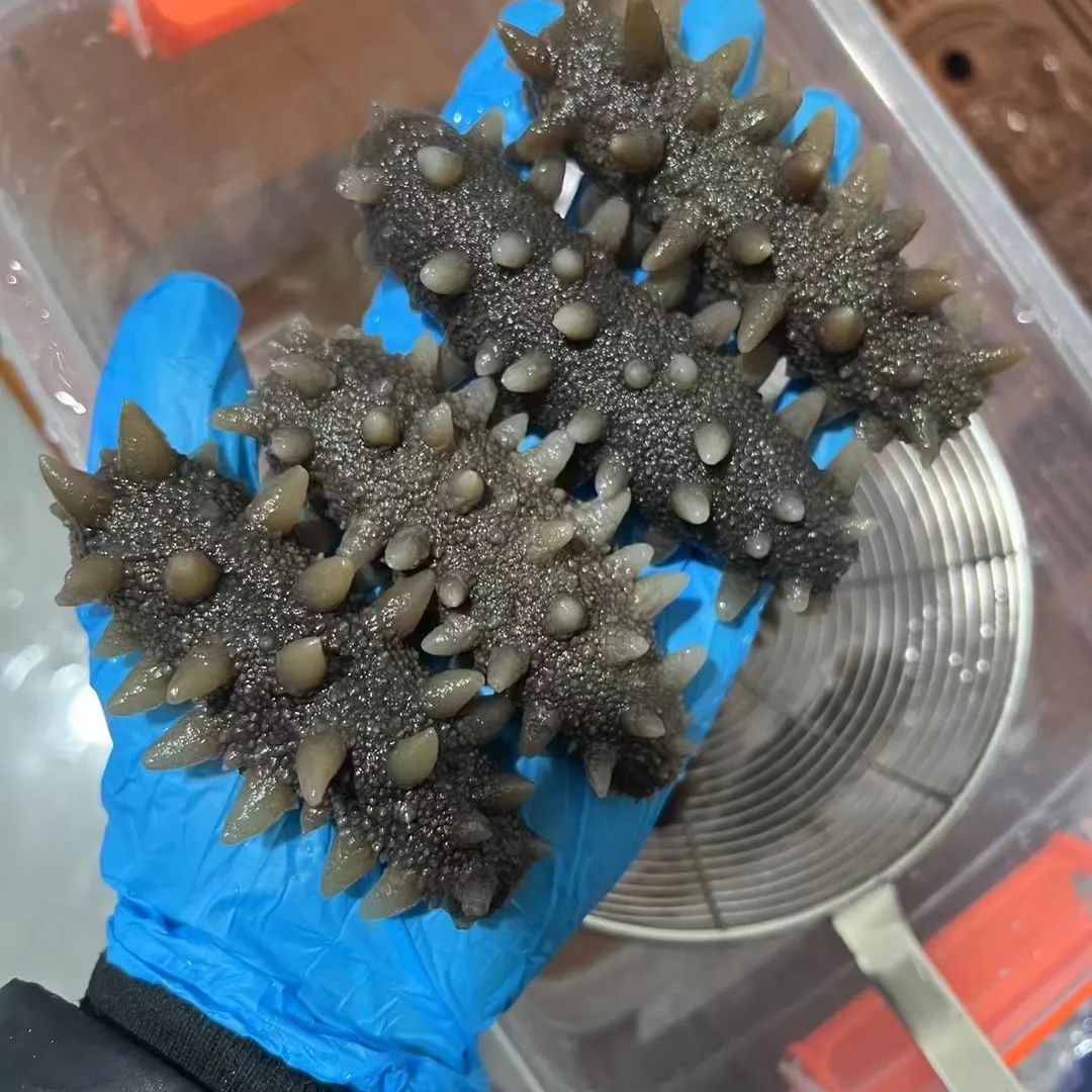 18館聯(lián)動(dòng)，18萬平米！上海漁博會(huì)規(guī)模升級(jí)，高端滋補(bǔ)館人氣火爆蓄勢(shì)待發(fā)！(圖85)