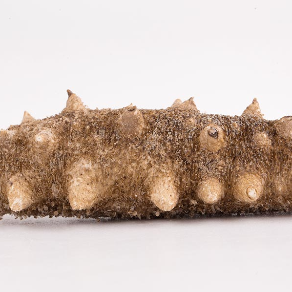 18館聯(lián)動(dòng)，18萬平米！上海漁博會(huì)規(guī)模升級(jí)，高端滋補(bǔ)館人氣火爆蓄勢(shì)待發(fā)！(圖102)