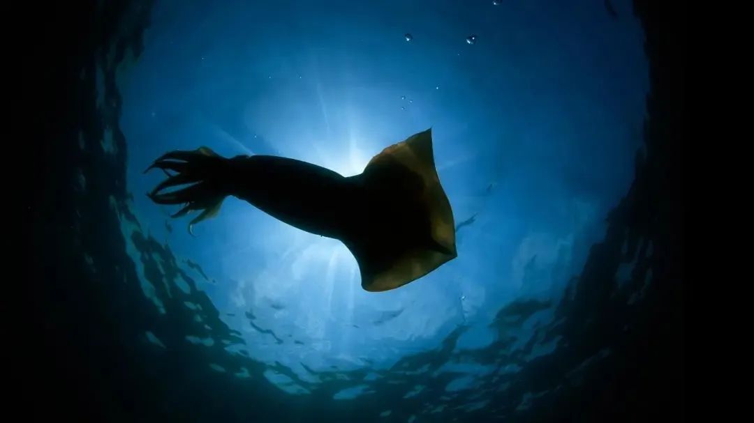 中國市場常見魷魚大盤點(圖2)