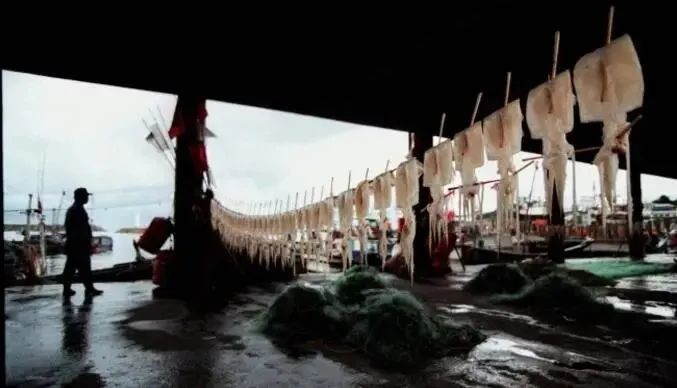 中國市場常見魷魚大盤點(圖3)