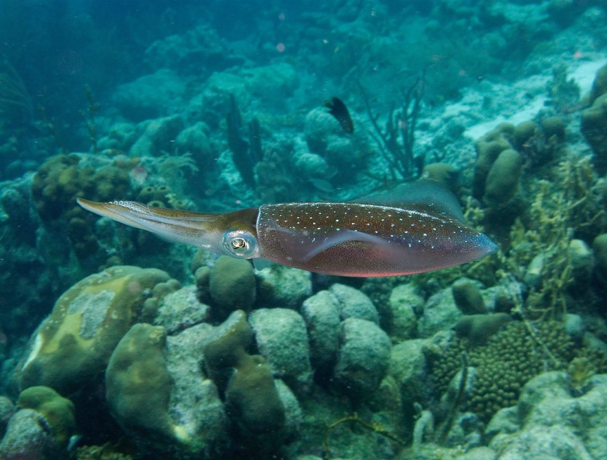 中國市場常見魷魚大盤點(圖5)