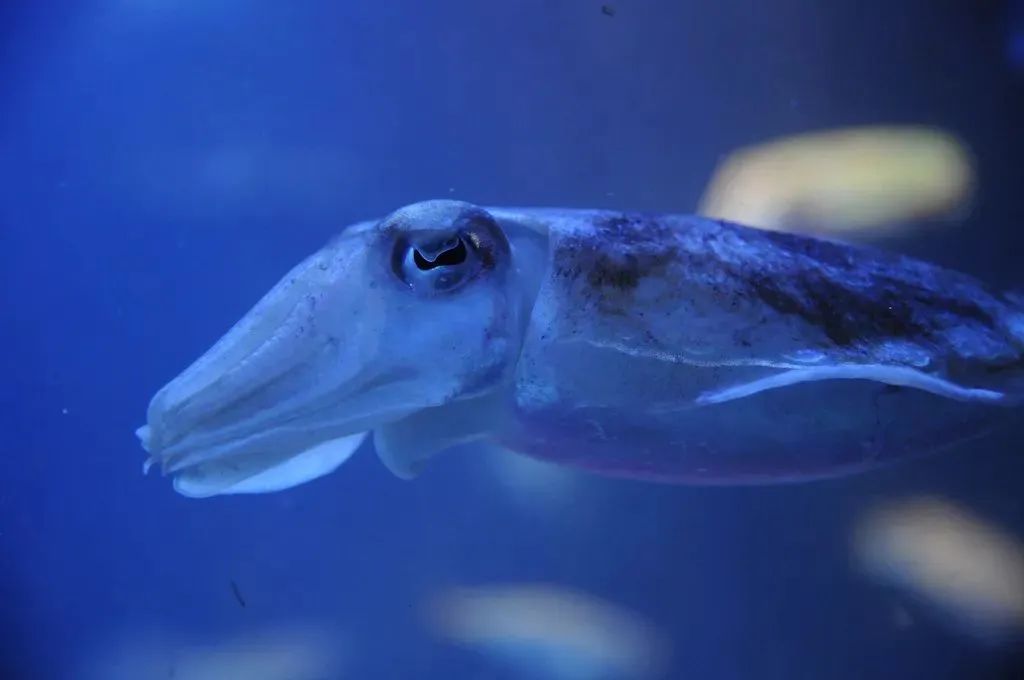 中國市場常見魷魚大盤點(圖6)