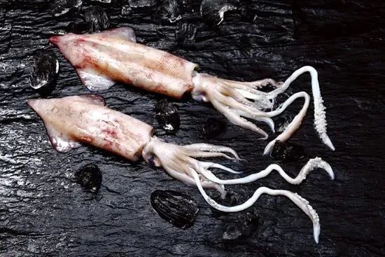 中國市場常見魷魚大盤點(圖7)