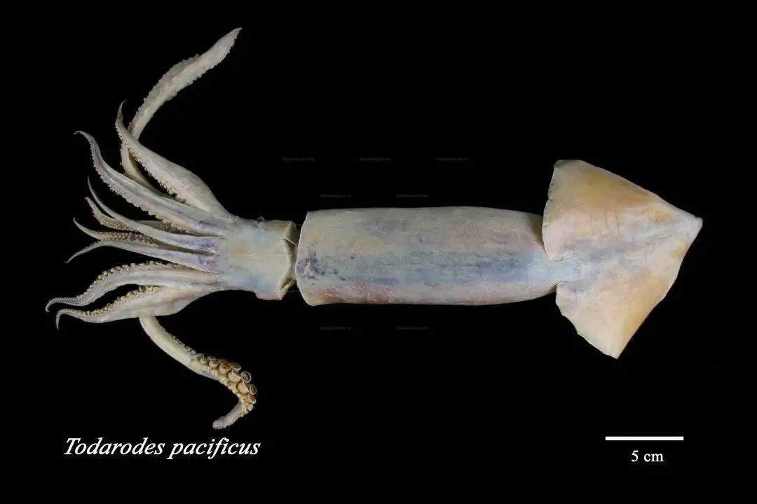 中國市場常見魷魚大盤點(圖8)