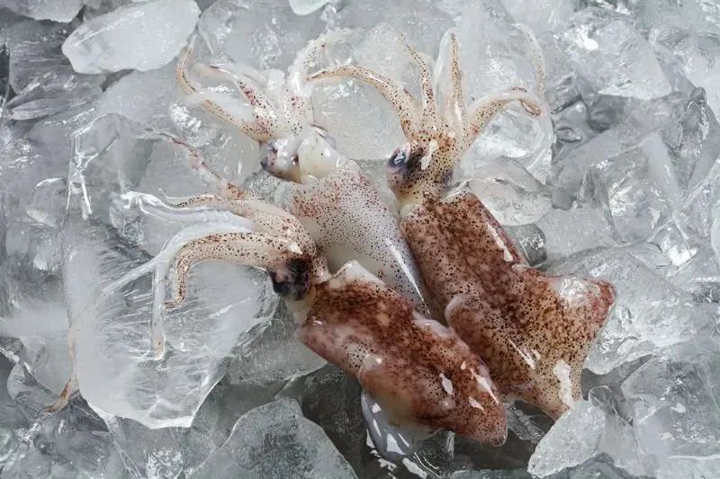 中國市場常見魷魚大盤點(圖9)