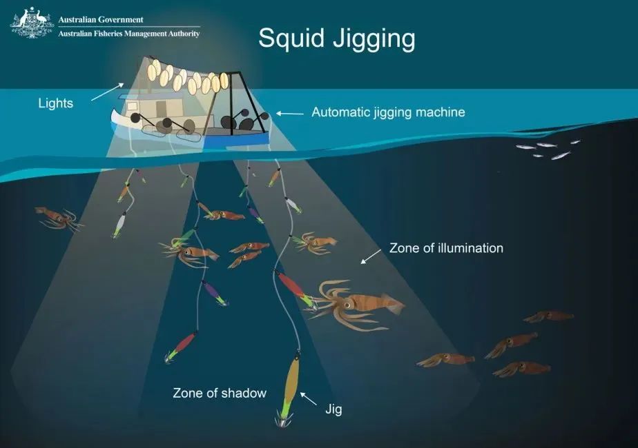 中國市場常見魷魚大盤點(圖10)