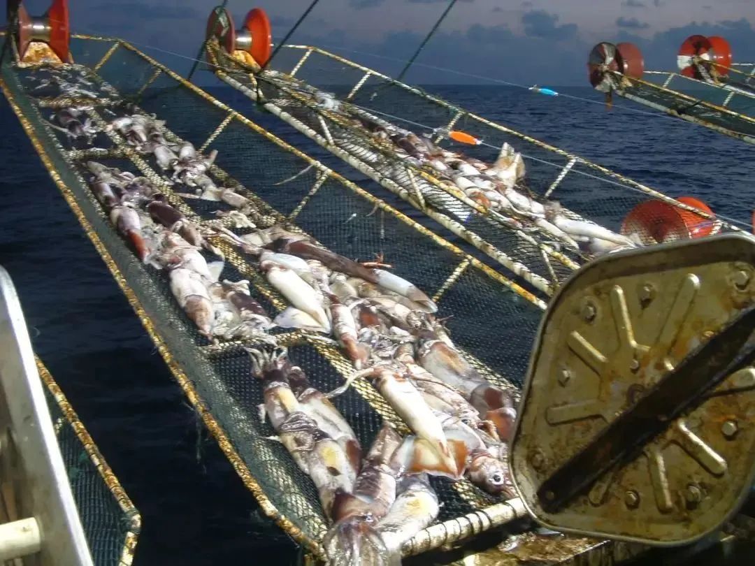 中國市場常見魷魚大盤點(圖11)