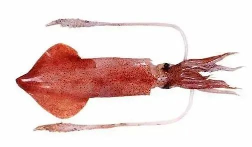 中國市場常見魷魚大盤點(圖12)