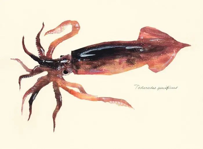 中國市場常見魷魚大盤點(圖14)