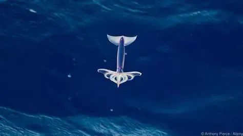 中國市場常見魷魚大盤點(圖15)