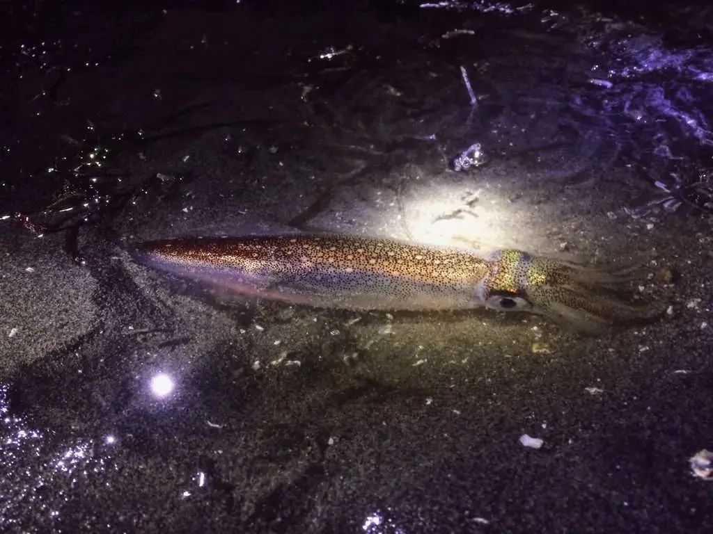 中國市場常見魷魚大盤點(圖17)