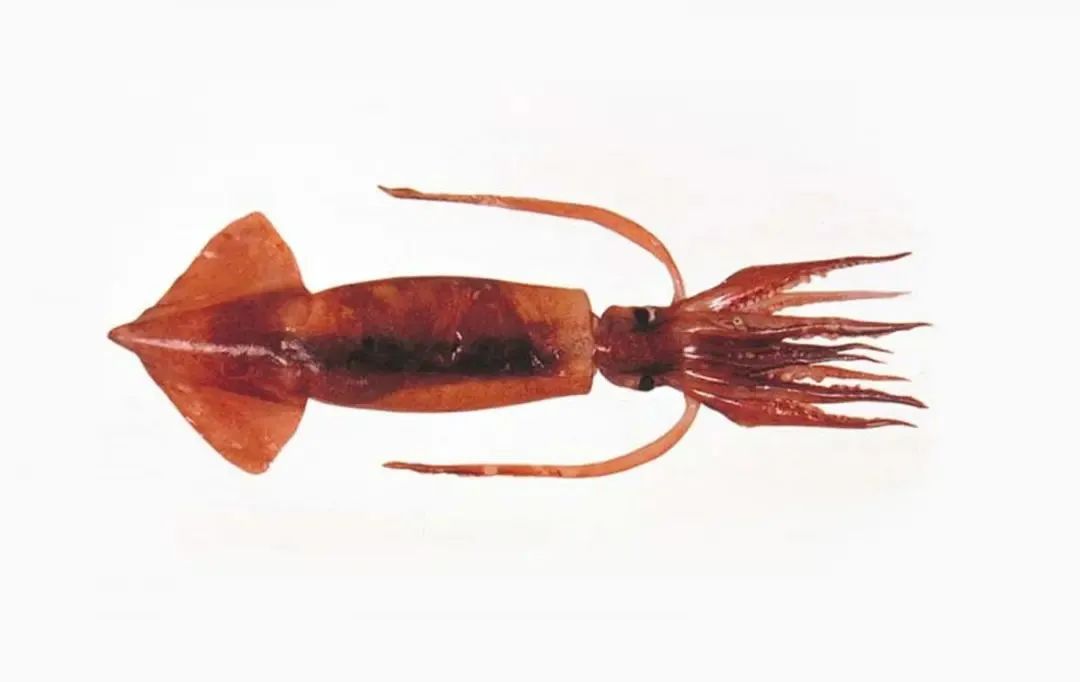 中國市場常見魷魚大盤點(圖18)