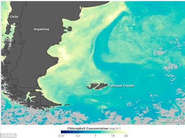 中國市場常見魷魚大盤點(圖19)