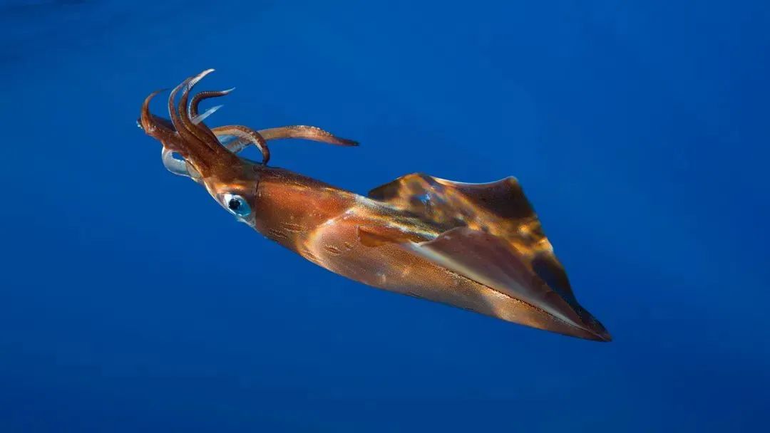 中國市場常見魷魚大盤點(圖20)