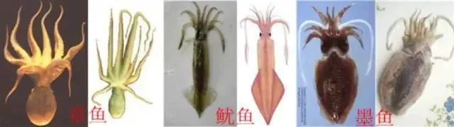中國市場常見魷魚大盤點(圖21)