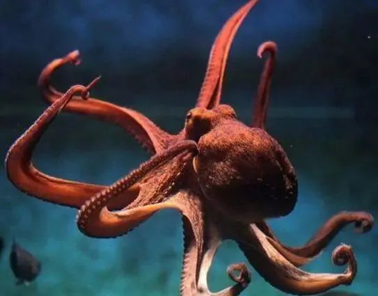 中國市場常見魷魚大盤點(圖22)