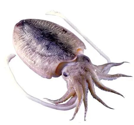 中國市場常見魷魚大盤點(圖24)