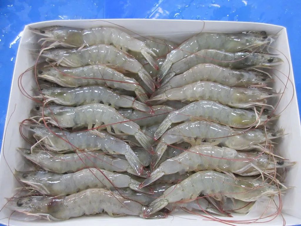 上海日仕福貿(mào)易有限公司——以專心成就安心，用細(xì)節(jié)打動客戶(圖11)