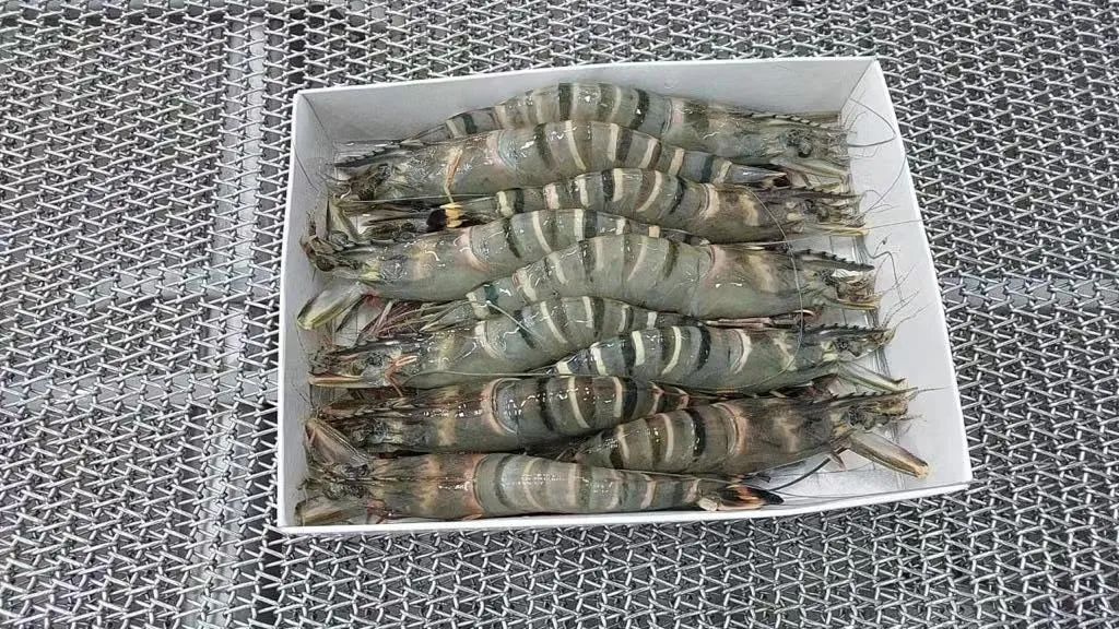 上海日仕福貿(mào)易有限公司——以專心成就安心，用細(xì)節(jié)打動客戶(圖14)